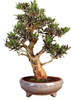 Bonsai - drzewko oliwkowe, 20szt