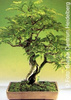 Bonsai - Tamarind, 4szt